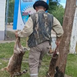 Dos de las liebres muertas que fueron secuestradas.