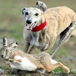 Los perros no tenían la documentación debida