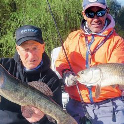 Taruchas y dorados, especies que nos permiten utilizar los mismos equipos, técnicas y modalidades, hasta idénticos sectores de pique.