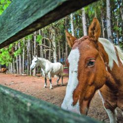 En la reserva privada La Aurora tienen toda la infraestructura para compenetrarse con el paisaje del Palmar abordado desde la aventura.