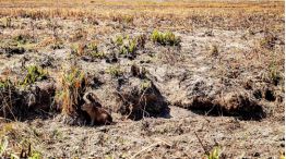 La Niña en Corrientes
