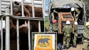 Japón despliega soldados ante una ola de ataques de osos.