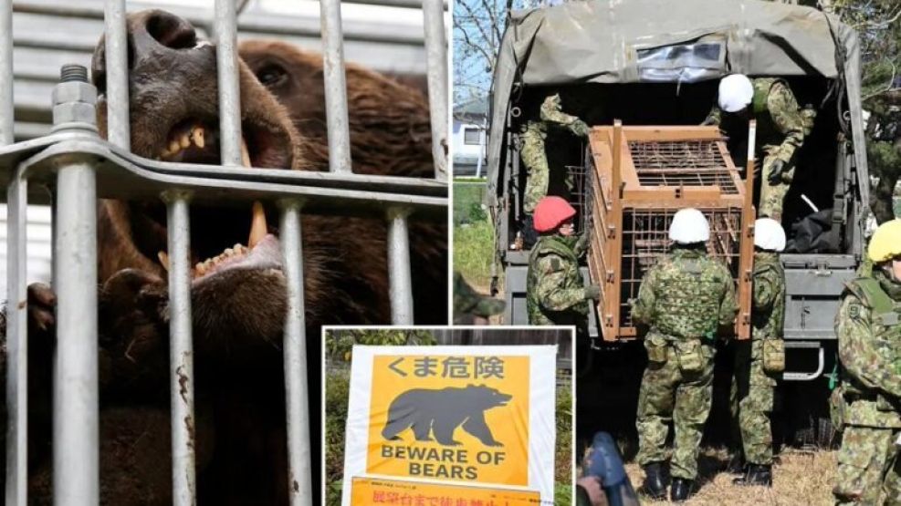 Japón despliega soldados ante una ola de ataques de osos.