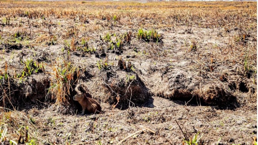 La Niña en Corrientes