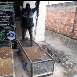 Rescataron 193 aves autóctonas y 12 gallos de riña.