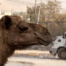 Una mujer palestina pasa junto a un camello que es transportado en la parte trasera de un camión plataforma, cerca del campo de refugiados de al-Faraa. Foto de JAAFAR ASHTIYEH / AFP | Foto:AFP