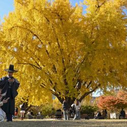 Visitantes toman fotografías bajo las hojas amarillas de los árboles otoñales en el Palacio Gyeongbokgung en el centro de Seúl. Foto de Jung Yeon-je / AFP | Foto:AFP