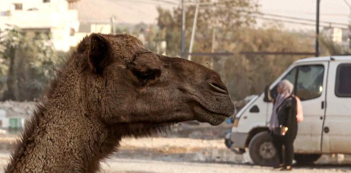 Una mujer palestina pasa junto a un camello que es transportado en la parte trasera de un camión plataforma, cerca del campo de refugiados de al-Faraa. Foto de JAAFAR ASHTIYEH / AFP