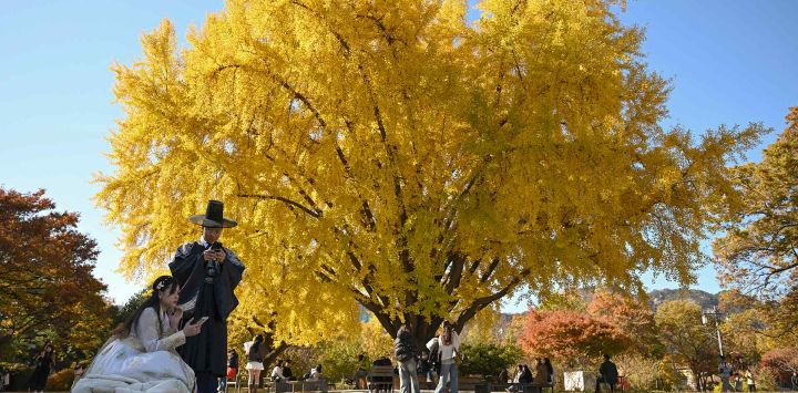 Visitantes toman fotografías bajo las hojas amarillas de los árboles otoñales en el Palacio Gyeongbokgung en el centro de Seúl. Foto de Jung Yeon-je / AFP