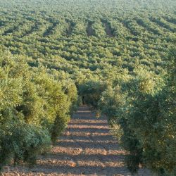 Los mil contrastes de Andalucía: del Mar de Olivos a la Alhambra.
