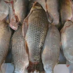 La decisión entrerriana se produce en paralelo a medidas adoptadas en Santa Fe, donde el ministro de Ambiente y Cambio Climático, Enrique Estévez, advirtió sobre la urgencia del cuadro actual. 