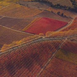 Esta vista aérea muestra una carretera que atraviesa un viñedo en Camplong-d'Aude, suroeste de Francia. Foto de IDRISS BIGOU-GILLES / AFP | Foto:AFP