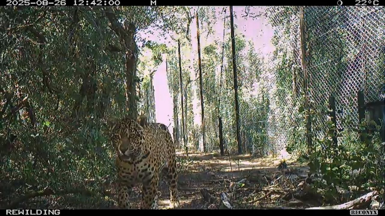 Yaguareté Acaí en su hábitat (imagen de archivo del proyecto)