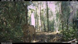 Crimen ambiental: asesinaron a Acaí, la yaguareté nacida en el Iberá y reintroducida en El Impenetrable