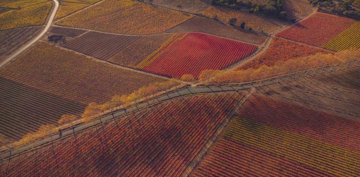 Esta vista aérea muestra una carretera que atraviesa un viñedo en Camplong-d'Aude, suroeste de Francia. Foto de IDRISS BIGOU-GILLES / AFP