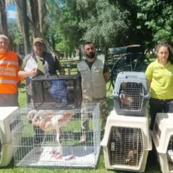 Parte de las aves silvestres incautadas