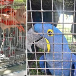 Las aves se encontraban en malas condiciones sanitarias.