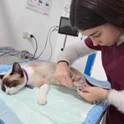 ¿A qué llamamos bienestar animal? | Foto:CONTENT NOTICIAS