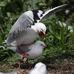 Gaviotas de pico rojo en su colonia en Taiaroa Head, en el extremo noreste de la península de Otago en Dunedin. Foto de Sanka VIDANAGAMA / AFP | Foto:AFP