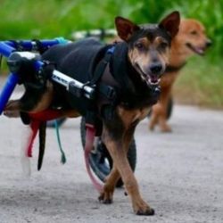 Perritos con discapacidad | Foto:CEDOC