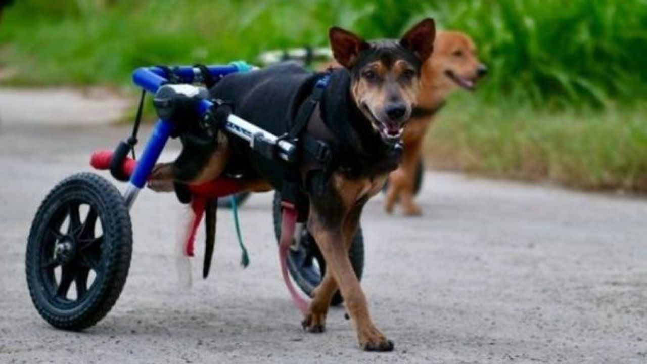 Perritos con discapacidad | Foto:CEDOC