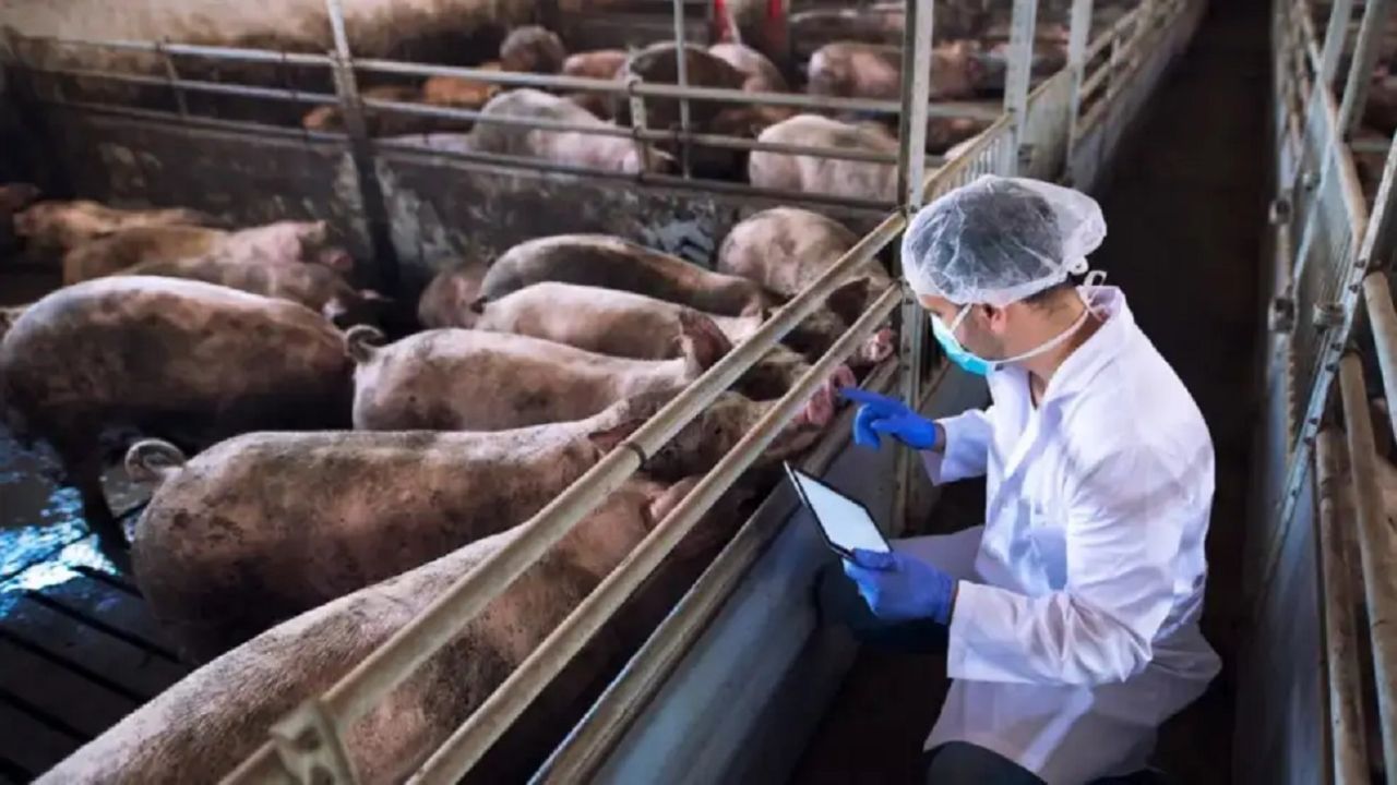 Sector porcino: corrales y manejo en criadero