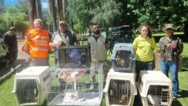 Rescatan ejemplares de fauna silvestre en un complejo turístico entrerriano