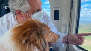 Dylan, el perro collie de Alberto Fernández