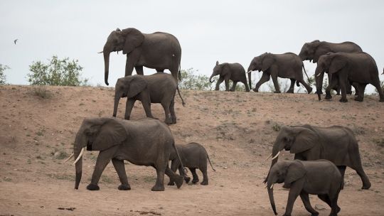 especies_cooperativas