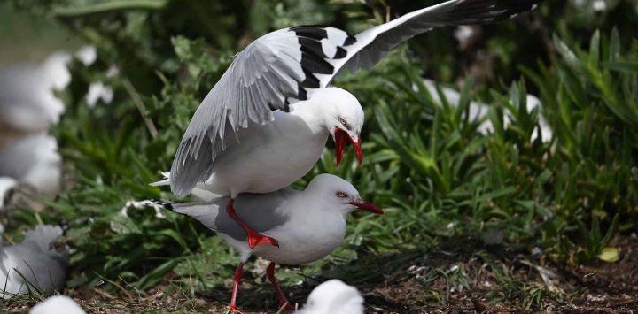 Gaviotas de pico rojo en su colonia en Taiaroa Head, en el extremo noreste de la península de Otago en Dunedin. Foto de Sanka VIDANAGAMA / AFP