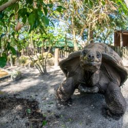 Seaworld y Aquatica, junto Visitas a Busch Gardens en Tampa y el tentador nado con delfines en Discovery Cove, un combo perfecto en Orlando.