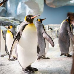 Seaworld y Aquatica, junto Visitas a Busch Gardens en Tampa y el tentador nado con delfines en Discovery Cove, un combo perfecto en Orlando.