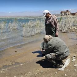 El informe inicial atribuyó el fenómeno a condiciones naturales del cuerpo de agua, concretamente a bajos niveles de oxígeno disuelto —hipoxia— en zonas costeras con escasa circulación y acumulación de materia orgánica. 