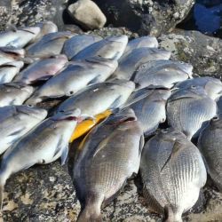 Tras sorprender con las primeras lisas en el Quequén Salado, Uzidinger ahora volvió a la carga con los sargos en los famosos pedregales cercanos a Claromecó, un ambiente que conoce al detalle.