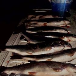 Los dos operativos, aunque distantes geográficamente, coinciden en una tendencia: el incremento de la pesca furtiva en plena temporada o veda, un fenómeno que compromete la calidad del recurso para quienes sí cumplen las normas. 