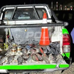 Los dos operativos, aunque distantes geográficamente, coinciden en una tendencia: el incremento de la pesca furtiva en plena temporada o veda, un fenómeno que compromete la calidad del recurso para quienes sí cumplen las normas. 