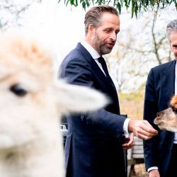 Dick Schoof y el Comisionado del Rey en Zelanda, Hugo de Jonge, observan alpacas en el restaurante Landlust durante una visita a la región de Sloe, en Nieuwdorp. Foto de Iris van den Broek / AFP | Foto:AFP
