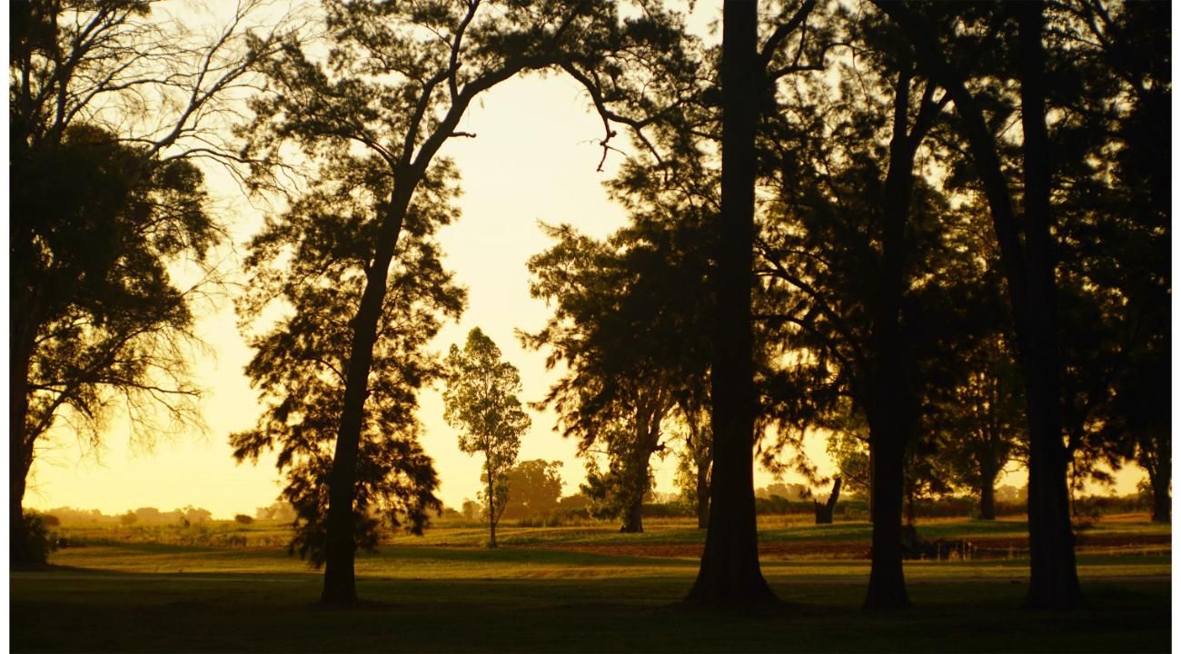 Tres Pinos: vivir en la naturaleza mientras compensás tu huella de carbono