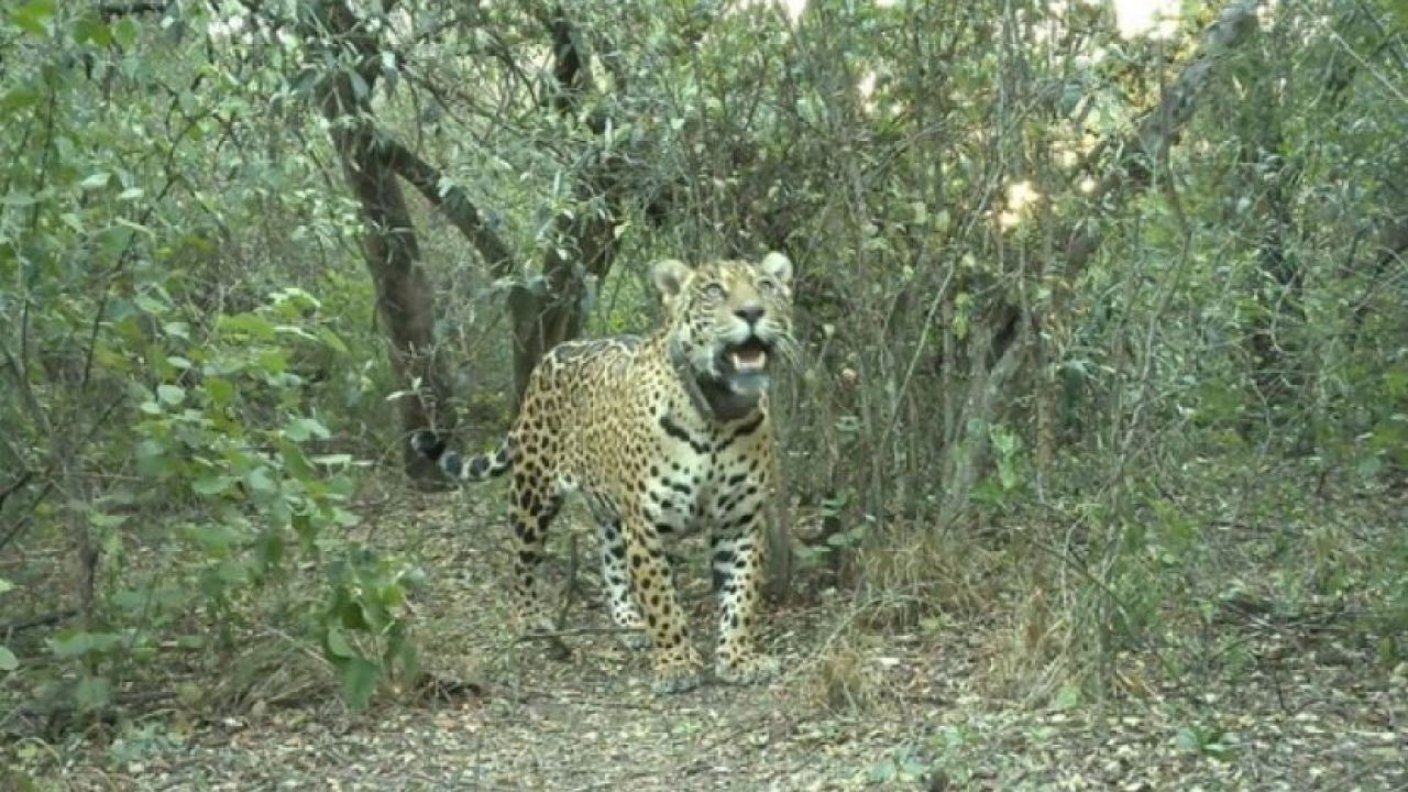 Yaguareté Acaí en programa de reintroducción