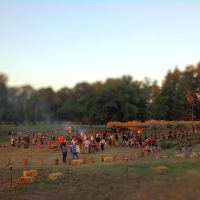 Tres Pinos: vivir en la naturaleza mientras compensás tu huella de carbono