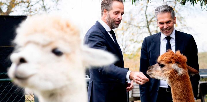 Dick Schoof y el Comisionado del Rey en Zelanda, Hugo de Jonge, observan alpacas en el restaurante Landlust durante una visita a la región de Sloe, en Nieuwdorp. Foto de Iris van den Broek / AFP