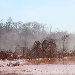Más de 20 hectáreas de bosques nativos se encuentran directamente afectadas