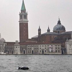 El delfín apodado 'Mimmo' por los venecianos nada en la Laguna de Venecia. Foto de ANDREA PATTARO / AFP | Foto:AFP