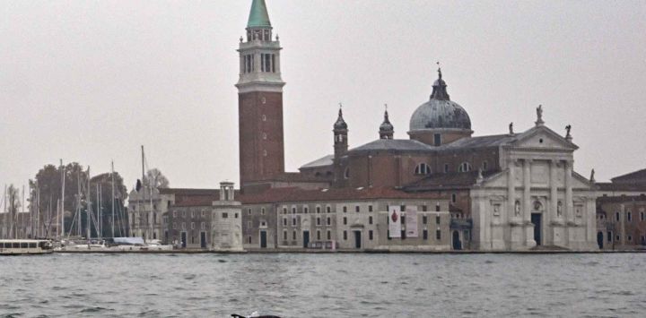 El delfín apodado 'Mimmo' por los venecianos nada en la Laguna de Venecia. Foto de ANDREA PATTARO / AFP