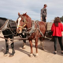 Visita a la Colonia Menonita cerca de Guatraché, en La Pampa.