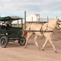 Visita a la Colonia Menonita cerca de Guatraché, en La Pampa.