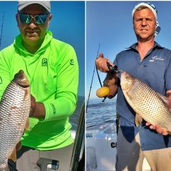 Mientras se trabaja la boga, la actividad en superficie y media agua no pasa desapercibida. Dorados y doradillos se muestran muy activos, tanto con señuelos como con carnadas. 