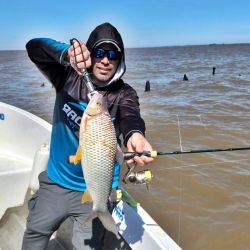 Mientras se trabaja la boga, la actividad en superficie y media agua no pasa desapercibida. Dorados y doradillos se muestran muy activos, tanto con señuelos como con carnadas. 