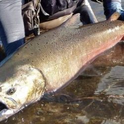 La ley no solo declara invasor al Chinook. También lo define como especie de uso controlado, un concepto alineado con la Resolución 109/2021 del Ministerio de Ambiente de Nación.