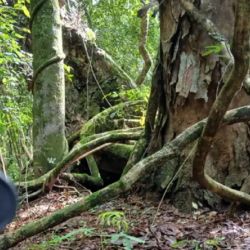 El animal fue visto en el interior de una reserva privada ubicada en la localidad correntina de El Sombrero.